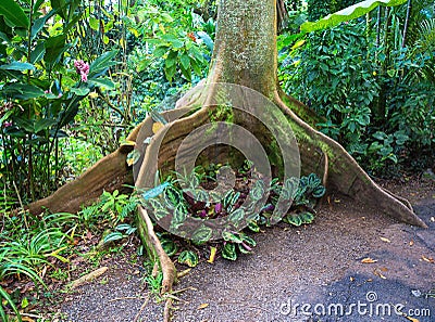 Roots of Bay Fig tree Stock Photo