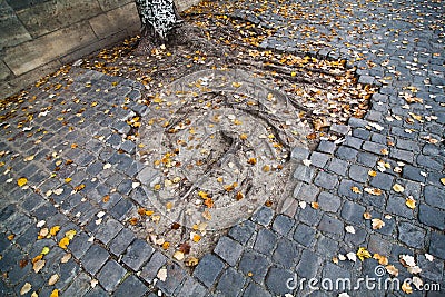 Roots coming out of the cobblestones Stock Photo