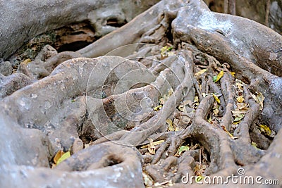 The roots of the fig tree large Branching patterns Stock Photo