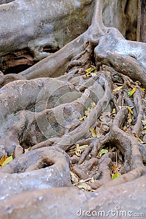 The roots of the fig tree large Branching patterns Stock Photo