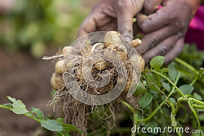 Roots full potatoes are showing a worker in Thakurgong, Bangladesh. Stock Photo