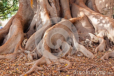Roots of the giant ficus tree Ficus macrophylla in the garden of Misericordia, Palma Stock Photo