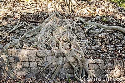 Roots Growing over Ruins Stock Photo