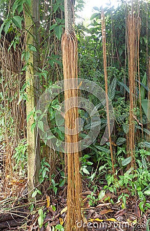 Roots hanging from a tree in the jungle Stock Photo