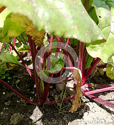 Roots and leaves of beet in flowerbed in garden Stock Photo