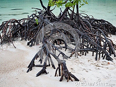 Roots of Mangrove tree on the beach. Stock Photo