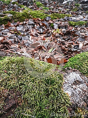 Roots in moss, fallen leaves in the forest Stock Photo