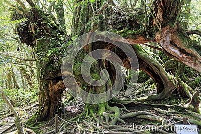 Roots in moss forest in Yakushima Island Stock Photo