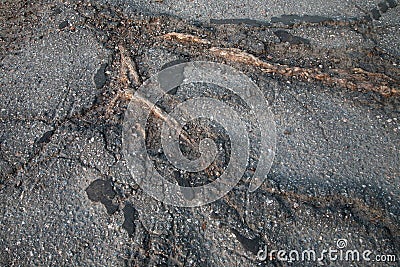 Roots of an old tree destroying asphalt Stock Photo