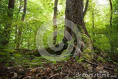 Roots of an old tree overgrown with moss and ivy in a natural deciduous forest, mystic fairy landscape, copy space Stock Photo