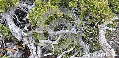 The roots of an old tree in a park. Late autumn in a forest. green moss trunk and roots over the ground. Stock Photo