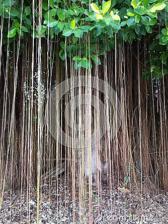 roots.Older banyan trees have tough is old time Stock Photo