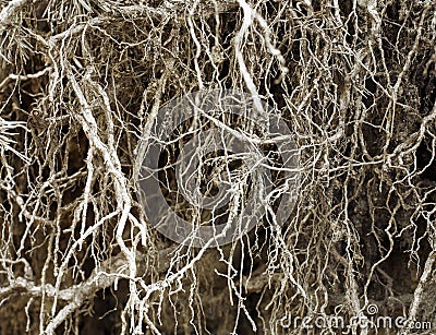 Roots without soil Stock Photo