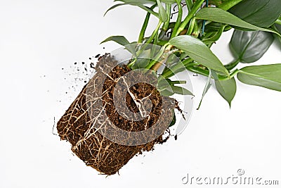 Roots in soil of exotic houseplant before repotting Stock Photo