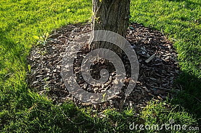 The roots are sprinkled with pine bark to keep them warm. Stock Photo