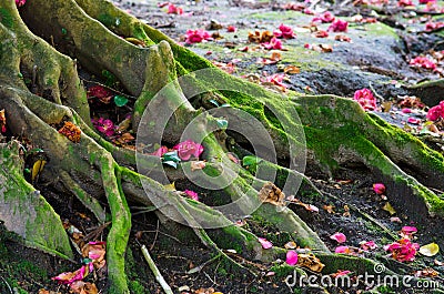 Roots Stock Photo