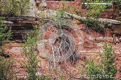 Roots taking a life of their own and sprouting leaves on a cliff with foundations of buildings above - red earth and part of a red Stock Photo