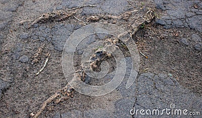 The roots of the tree destroy the old asphalt, the image shows the roots on the surface and pieces of asphalt Stock Photo