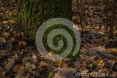 Roots of tree with green moss Stock Photo