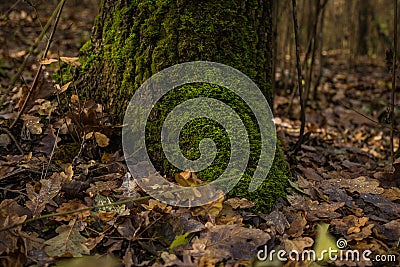 Roots of tree with green moss Stock Photo