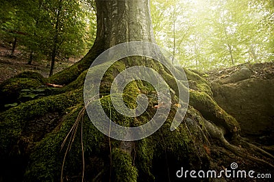 Roots of tree with green moss and sun shining in a forest in summer Stock Photo