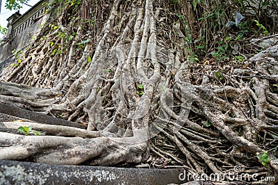 Roots of a tree invading a stone staircase Stock Photo