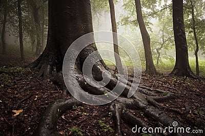 Roots of a tree in a misty forest Stock Photo