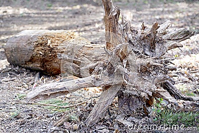 The roots of the tree. Old tree.Uprooted trees Stock Photo