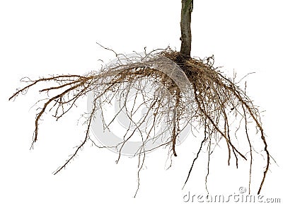 Roots of tree or plant isolated Stock Photo