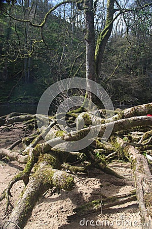 Roots of a tree Stock Photo