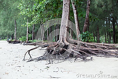 Roots of tree standing dead because erode by seawater Stock Photo