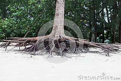 Roots of tree standing dead because erode by seawater Stock Photo