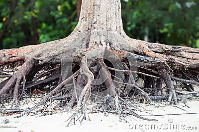 Roots of tree standing dead because erode by seawater on beach. Stock Photo