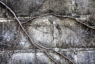 The roots of the trees covered brick wall. Stock Photo