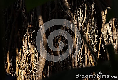 Roots of trees. Huge tree trunk and large exposed roots. Stock Photo