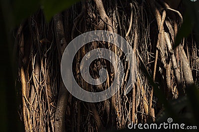 Roots of trees. Huge tree trunk and large exposed roots. Stock Photo