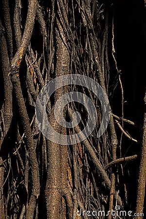 Roots of trees. Huge tree trunk and large exposed roots. Stock Photo