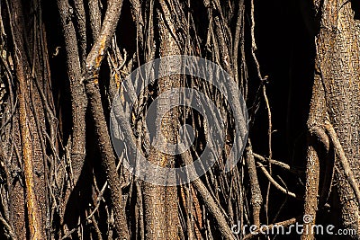 Roots of trees. Huge tree trunk and large exposed roots. Stock Photo