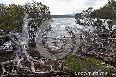 Roots and trees at the Mallacoota Inlet Stock Photo