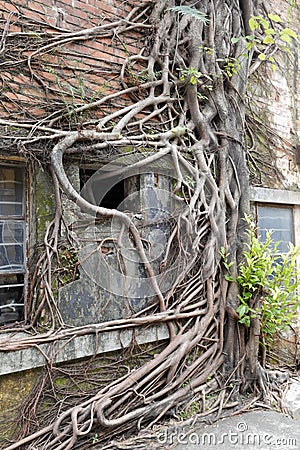 The roots on the wall of old factory house in redtory creative garden, guangzhou, china Stock Photo