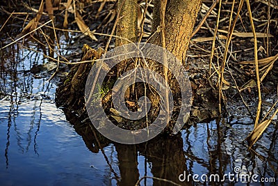 Roots Stock Photo