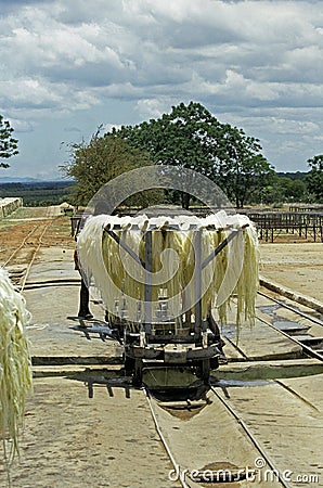 Rope Factory, Sisal Plant, agave sisalana, Fibres drying, Fort Dauphin in Madagascar Stock Photo