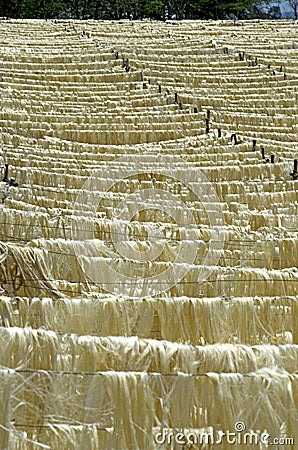 Rope Factory, Sisal Plant, agave sisalana, Fibres drying, Fort Dauphin in Madagascar Stock Photo