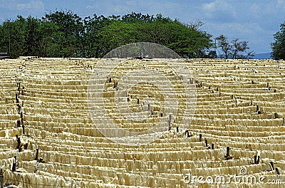 Rope Factory, Sisal Plant, agave sisalana, Fort Dauphin in Madagascar Stock Photo