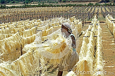 Rope Factory, Sisal Plant, agave sisalana, Fort Dauphin in Madagascar Editorial Stock Photo