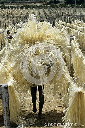 Rope Factory, Sisal Plant, agave sisalana, Man carrying Dried Fibres, Fort Dauphin in Madagascar Stock Photo