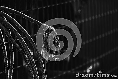 Used rope in barn for western rodeo. Stock Photo