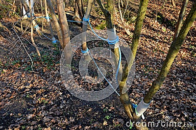 The rope net is attached to the tree through soft items protecting the bark. children can play sailors and test stability like spi Stock Photo