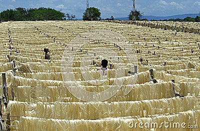 Rope of Sisal Plant, agave sisalana, Drying Fibers, Factory at Fort Dauphin in Madagascar Stock Photo