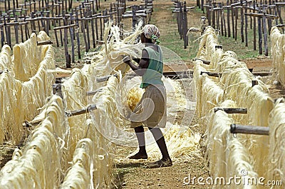 Rope of Sisal Plant, agave sisalana, Drying Fibers, Factory at Fort Dauphin in Madagascar Editorial Stock Photo